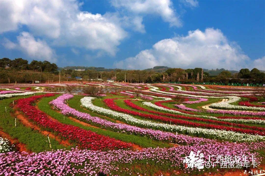 南宁梦幻梯田花海五彩格桑绚烂如画广西旅游年卡