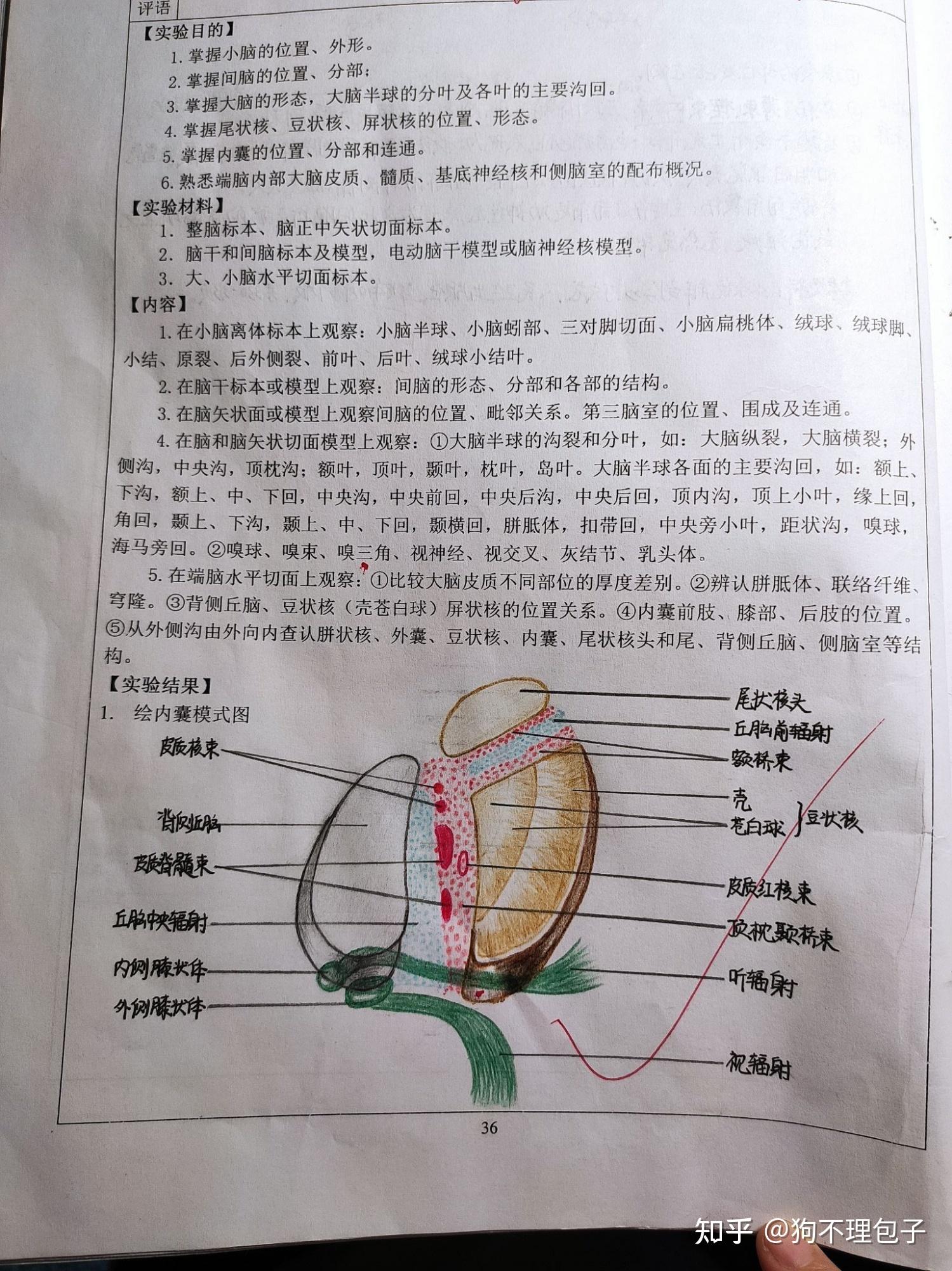 大一系統解剖學實驗報告繪圖繪圖