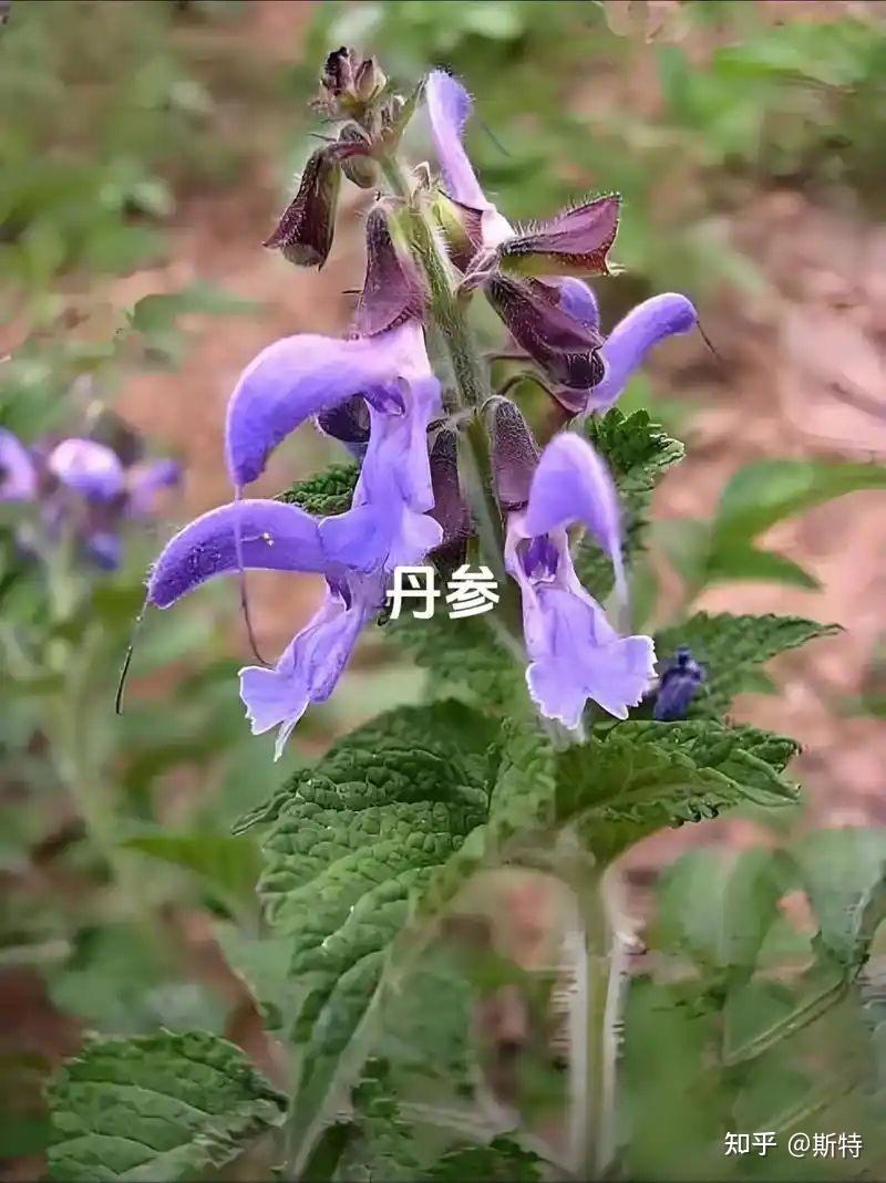认识中草药——丹参 - 知乎