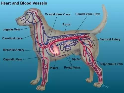 狗的心脏位置图图片