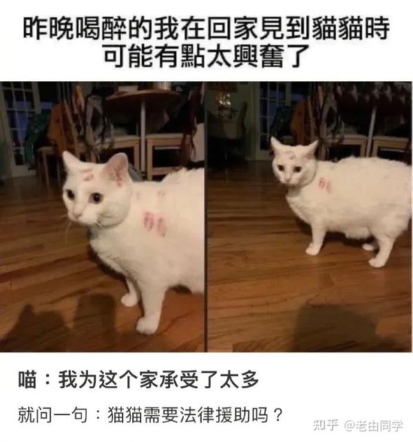 客服猫工号2333,很高兴为您服务(那些让人笑到肚子疼的搞笑图片) - 知乎