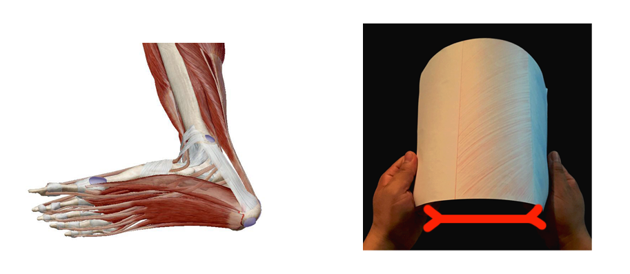 而负责支撑内侧纵弓和外侧纵弓纵向向内收拢的肌肉主要是拇长屈肌,趾