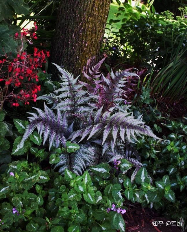 阴生花园植物指南蕨类篇上