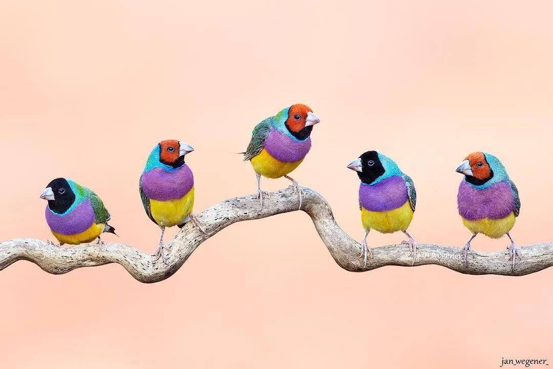 七彩文鸟,是一种原产在澳大利亚的美丽鸟类,它有五颜六色的羽毛,尾有