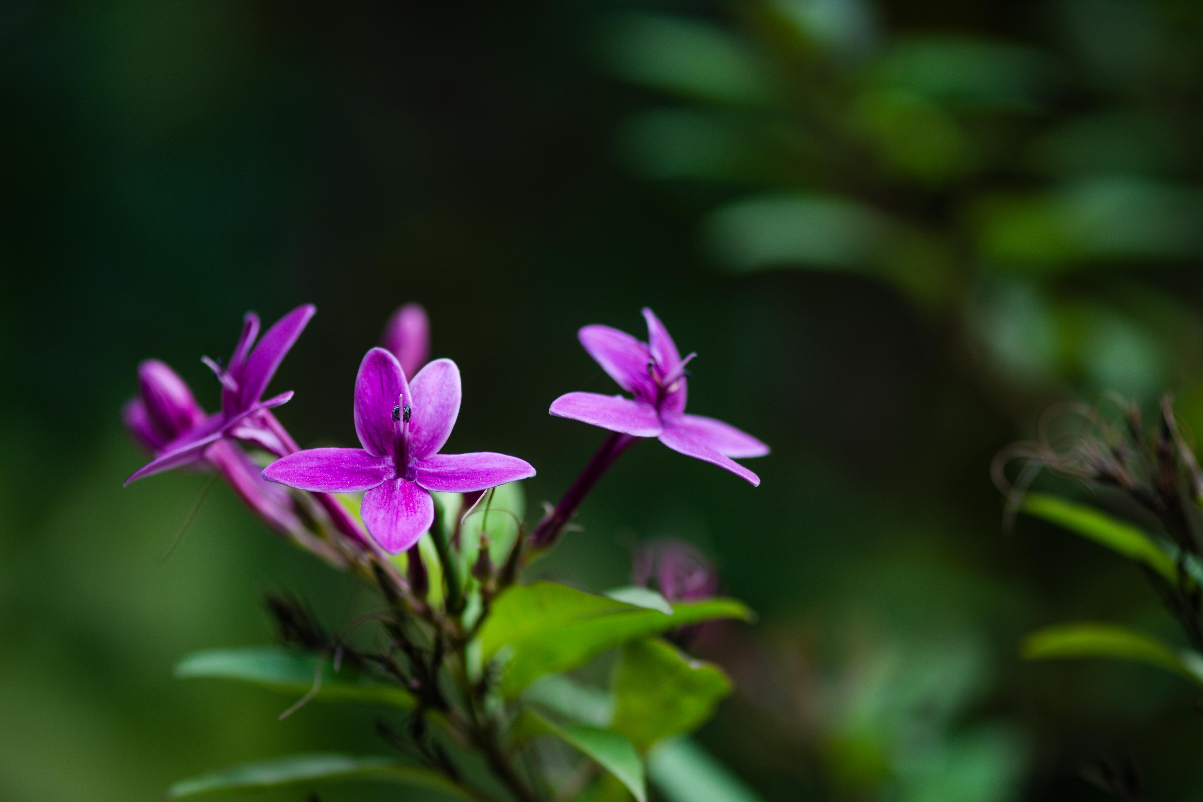 植物园之行第十二季紫云杜鹃