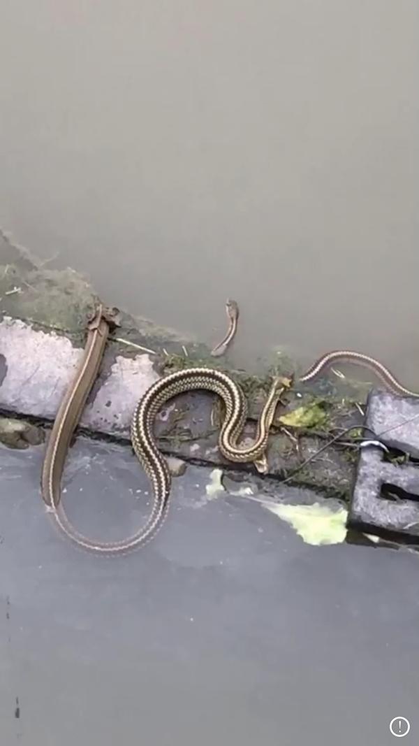 这个蛇是什么类蛇 肯定无毒我知道 漠蓝风的回答 知乎