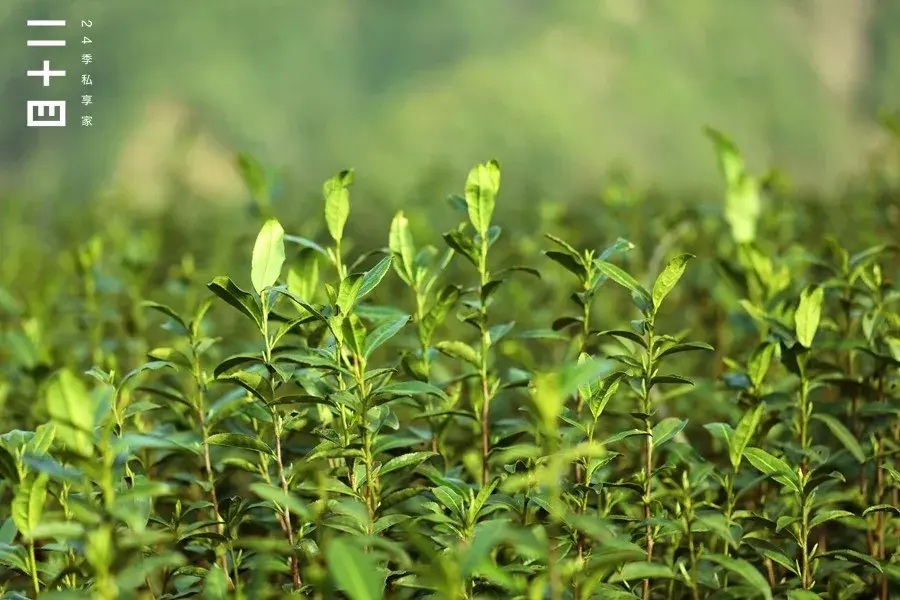 到了三月下旬,茶樹迎來最旺盛的生長期,茶芽會像韭菜一樣一茬接一茬