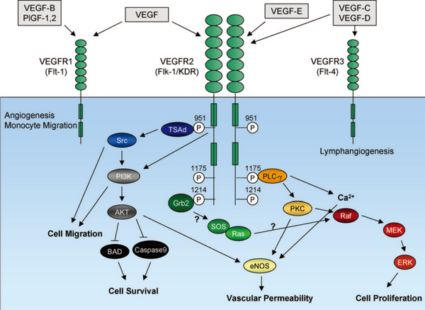 VEGF家族：血管生成因子，肿瘤发生的“帮凶” 知乎