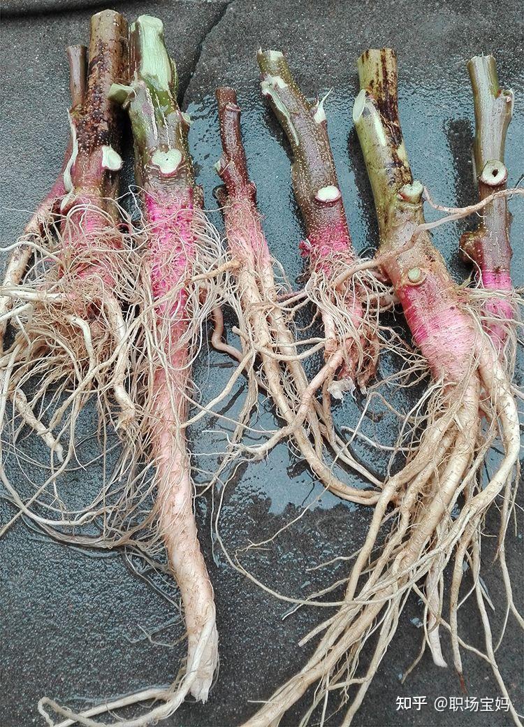 刺苋菜根是苋科,苋属一年生草本植物刺苋的根茎,是一种药用价值很高的