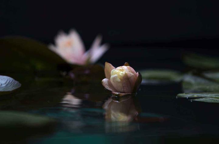 以泪为墨 歌词里 关于自由的坎坷 知乎