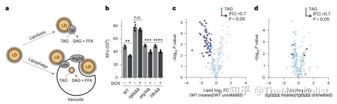 Nature Cell Biology:脂肪动起来,线粒体重生 - 知乎