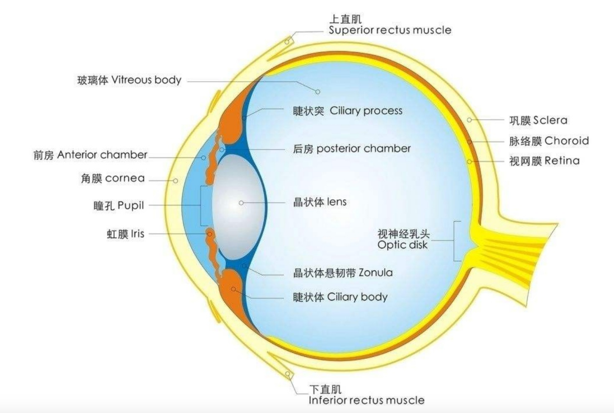正常的眼睛视觉插图。人眼光学系统。健康眼球的详细解剖。矫正视力的概念。孤立的向量插画图片素材_ID:410356350-Veer图库