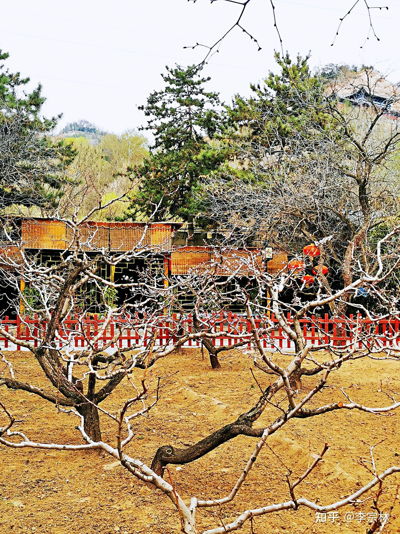 仁寿山桃花盛开的地方