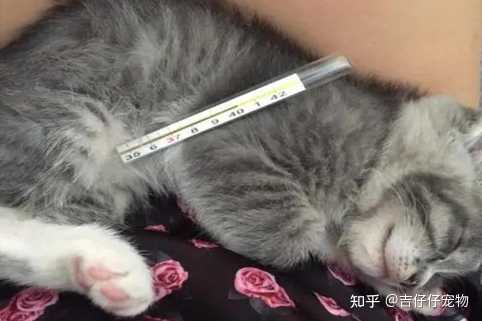 如何正确给猫咪测量体温