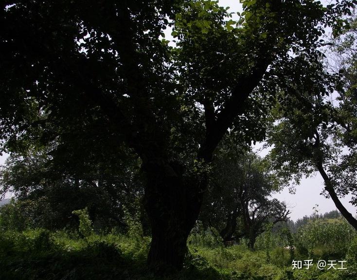 v2-c56241a65dad1da773ccefac012960df_r.jpg