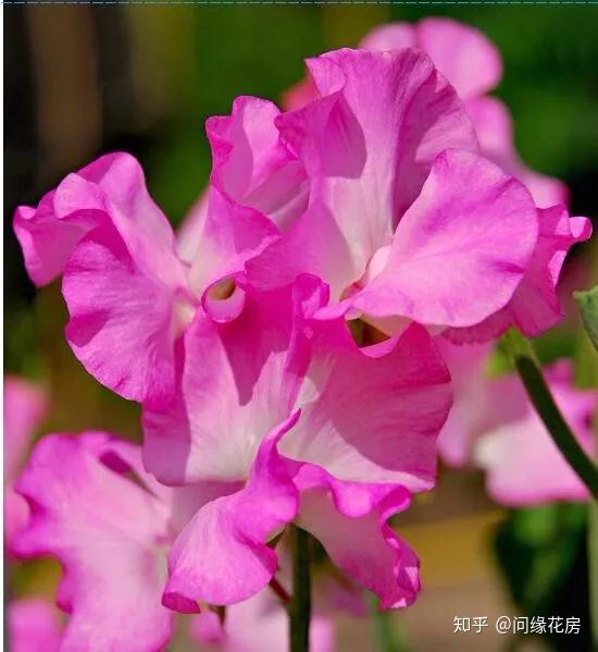 香豌豆花色繁多,有白,粉红,榴红,大红,蓝,堇紫及深褐色,亦有带斑点或