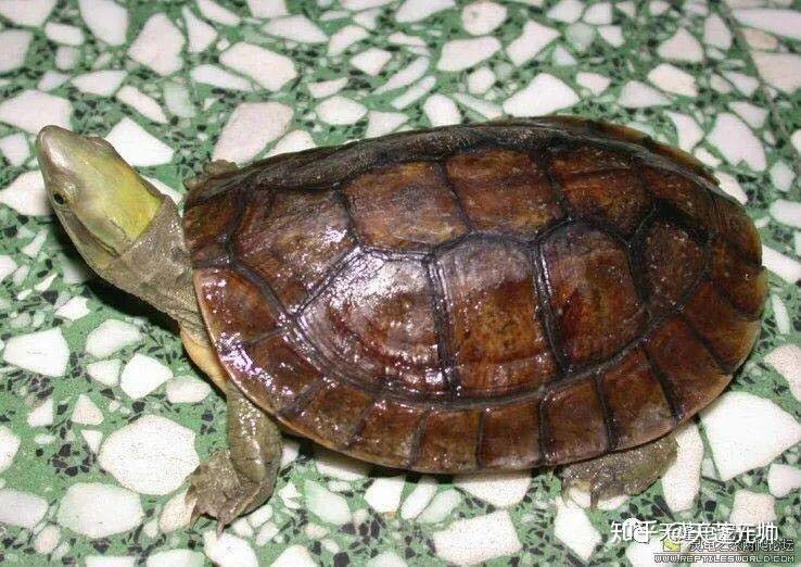 国龟图鉴我国本土龟种全类别