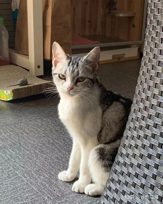 养猫到底是养“公猫”,还是养“母猫”?看看过来人是怎么说的 - 知乎