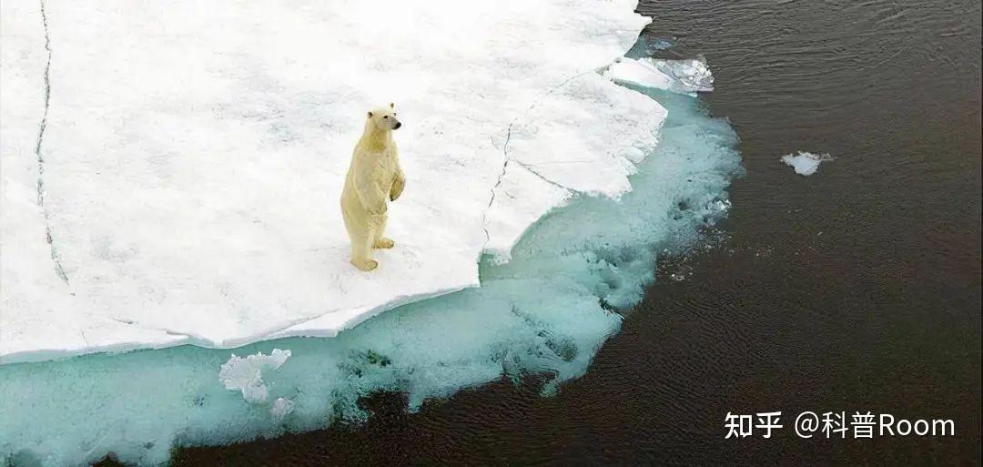 由于其珍贵的皮毛和其他器官,一些人将北极熊视为猎物,并进行盗猎活动