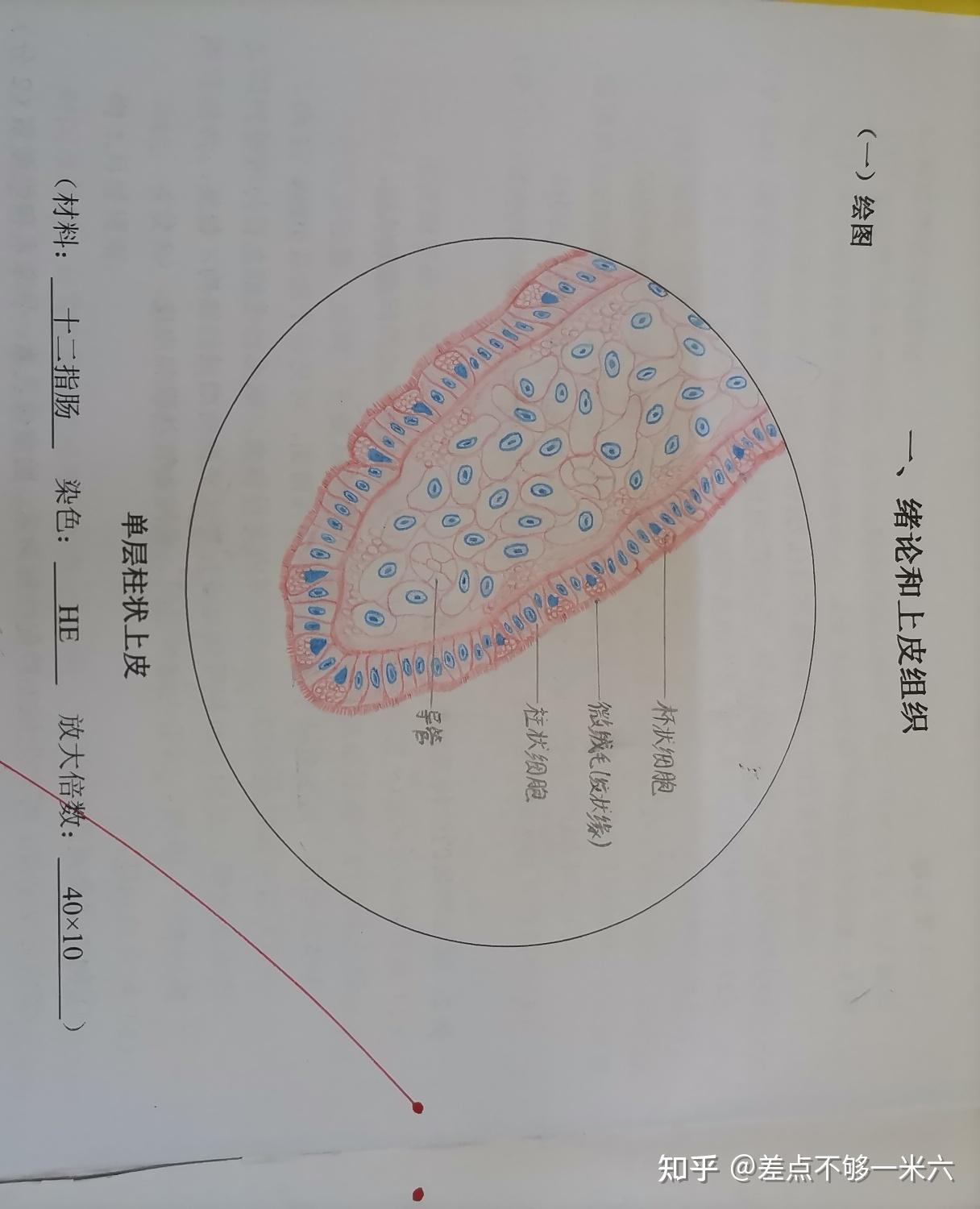 组胚红蓝铅笔绘图