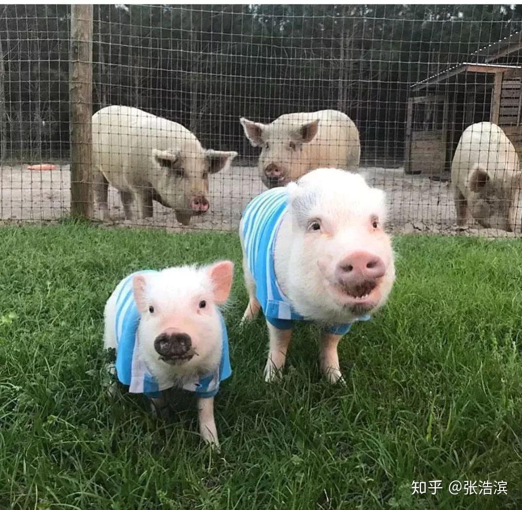 同款头像宠物 v2-c581a90ad3c0ab07ae73d5a12a08ba3b_r.jpg