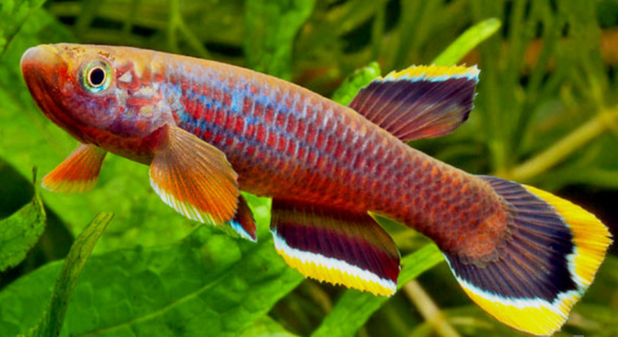 常见鱼种科普五鳉鱼鱼如其名一样的好看