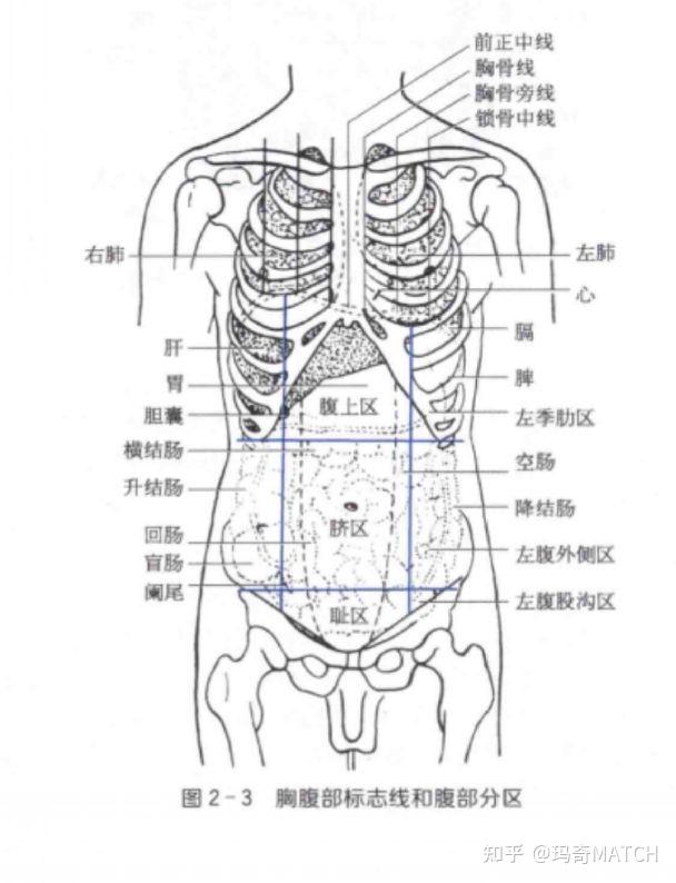 腹部分区图图片