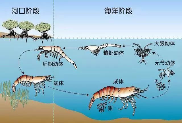 以對蝦為例,一般會經歷受精卵,無節幼體(6期),蚤狀幼體(3期),糠蝦幼體