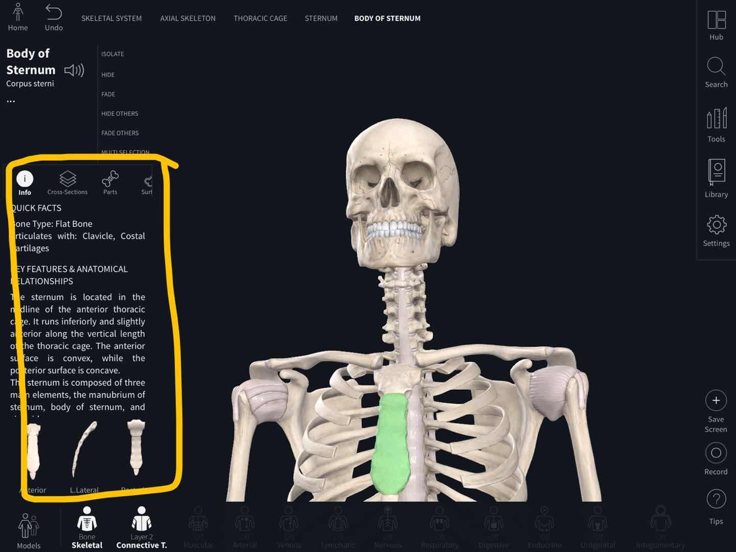 医疗骨骼人体结构图图片素材-正版创意图片400102662-摄图网