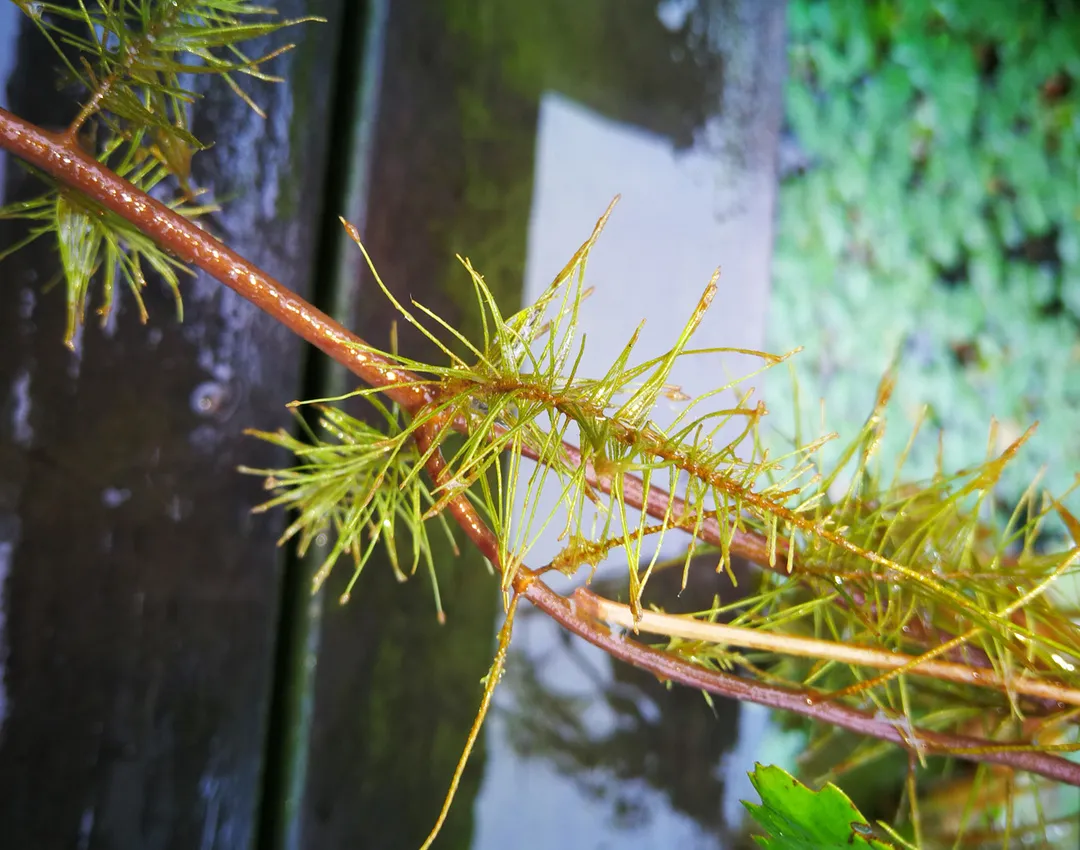 在《中國植物誌》中,菱的正名為歐菱(trapa natans),是菱科菱屬一年生