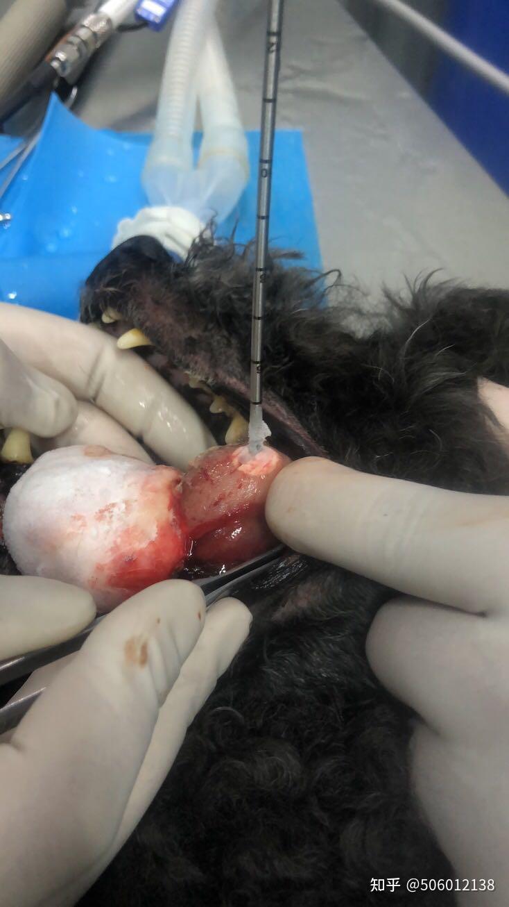 狗狗口腔肿瘤冷冻治疗分享
