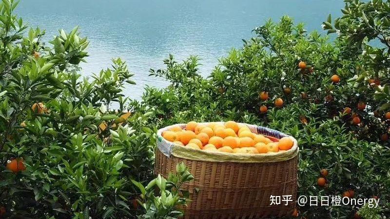 秭归伦晚好吃吗?几月份最好吃? - 知乎