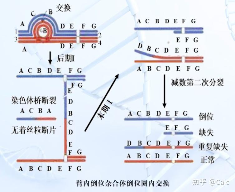 形成与类型倒位 染色体中的某一区段发生了倒转;臂内倒位/ 一侧倒位