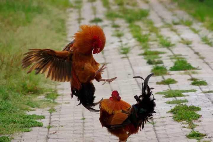 v2-c5b497668ec6dfe34a87aee0811fac98_1440w.jpg?source=172ae18b