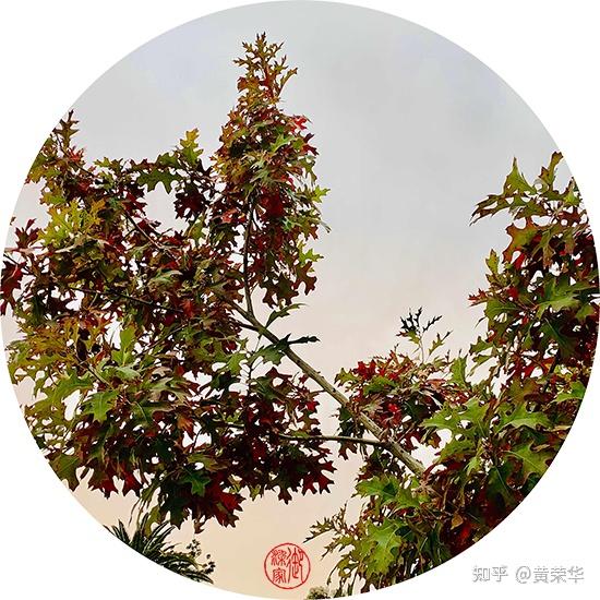中国传统色：柞叶棕 - 知乎