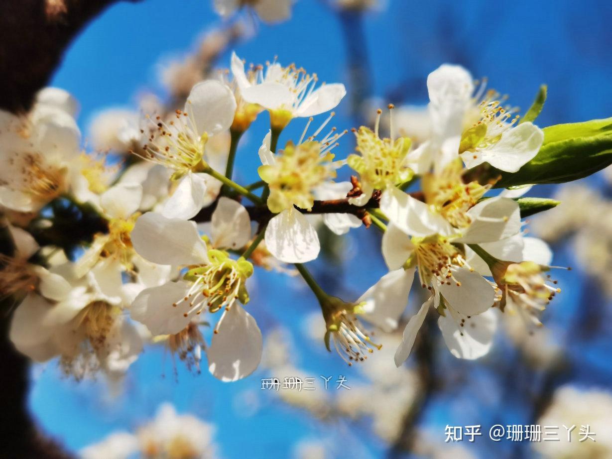 广州这充满“冬天”感觉的地方，约3000亩李花盛放，像下了场大雪 - 知乎
