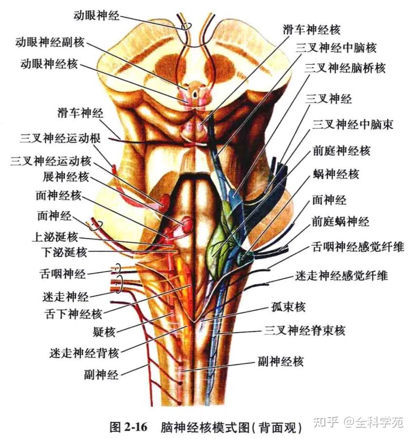 延髓腹侧面可见图片