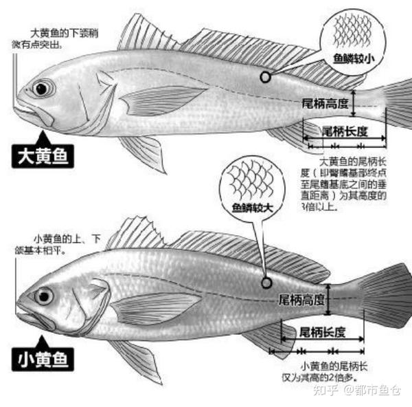 小黄鱼VS大黄鱼:长大后,我也没有成为你 | 知鱼三分钟 - 知乎