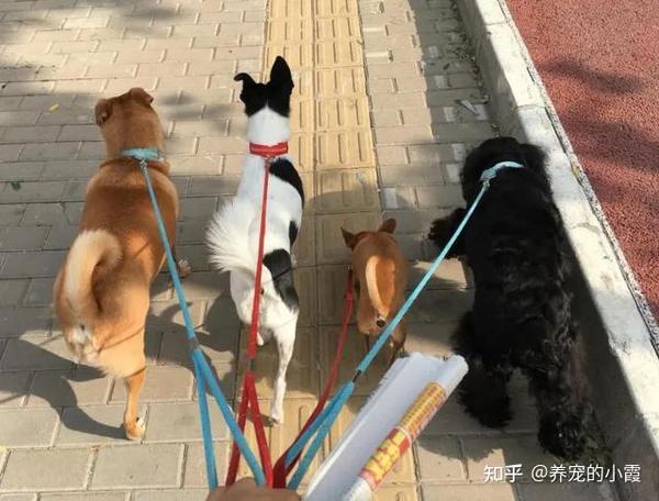 7大错误遛狗方式，你还在踩雷吗？ - 知乎