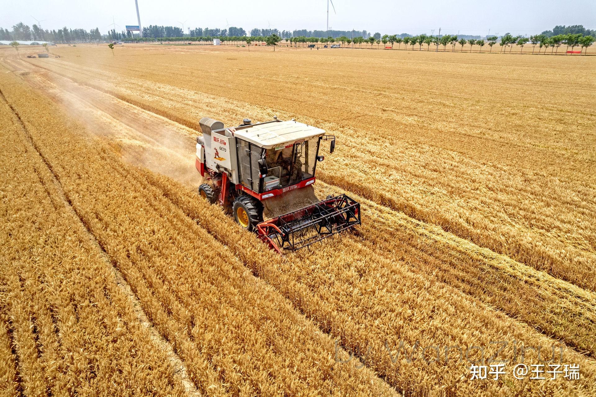 豫北粮仓滑县1812万亩小麦喜获丰收开镰收割了