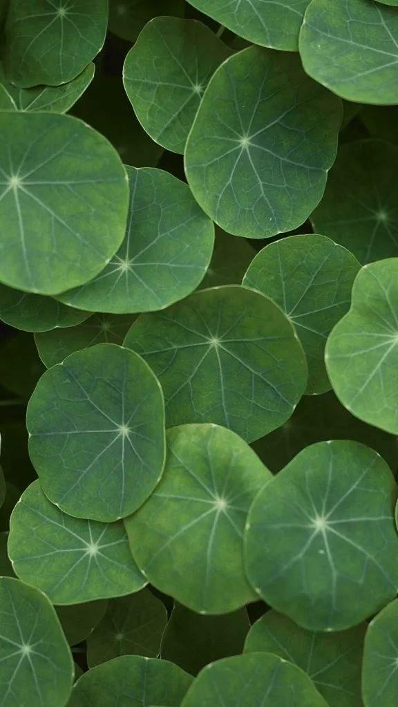 壁纸集春暖花开绿意浓绿色