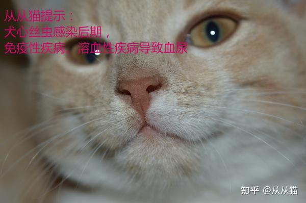 犬猫血尿 知乎