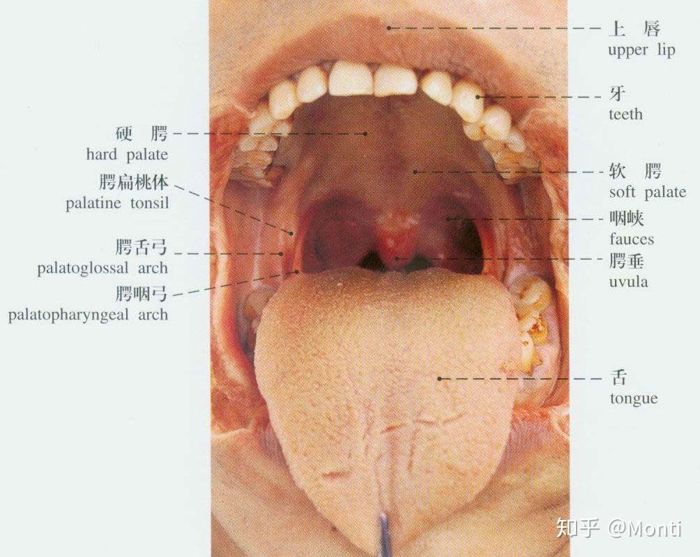 成音区包括口腔,鼻腔和咽腔,统称为声腔,也叫共鸣腔