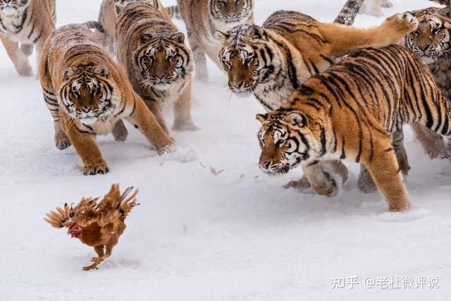 幸好被追的是网红青蛙,要是网红老虎,你猜会发生什么? - 知乎