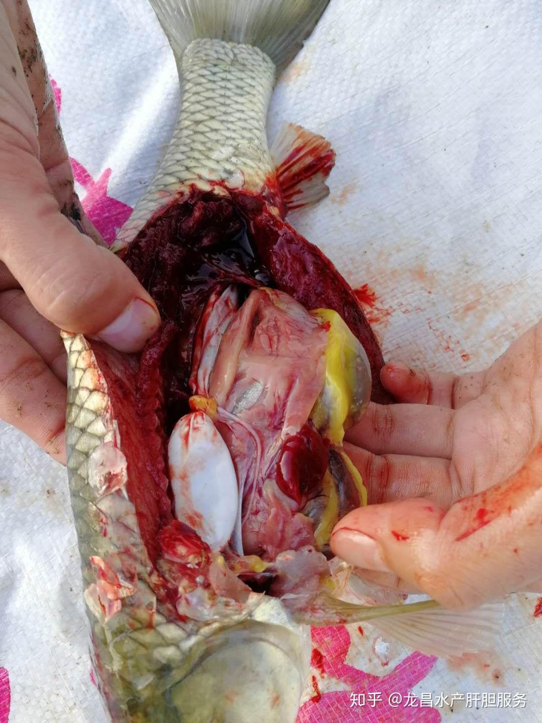 鱼发黄缺氧死亡用了药还是有孢子虫水产杀虫药到底该不该用