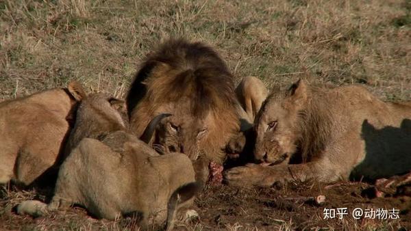 狮群的狩猎