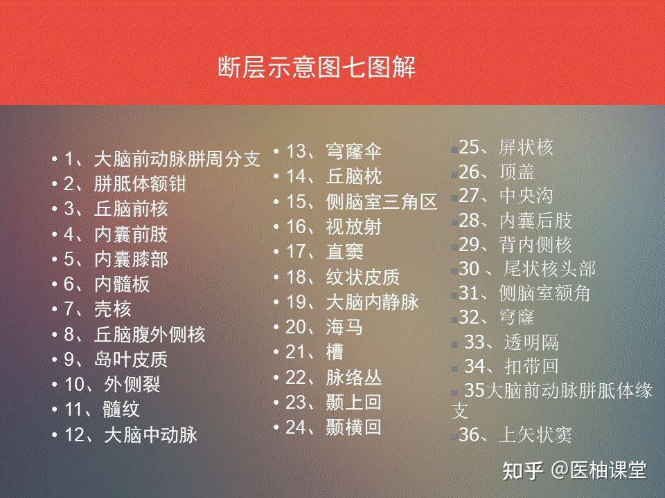 脑功能区及解剖学定位 - 知乎
