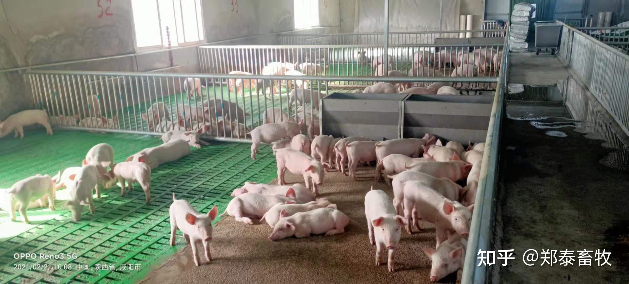 猪场水泡粪需要注意的四点