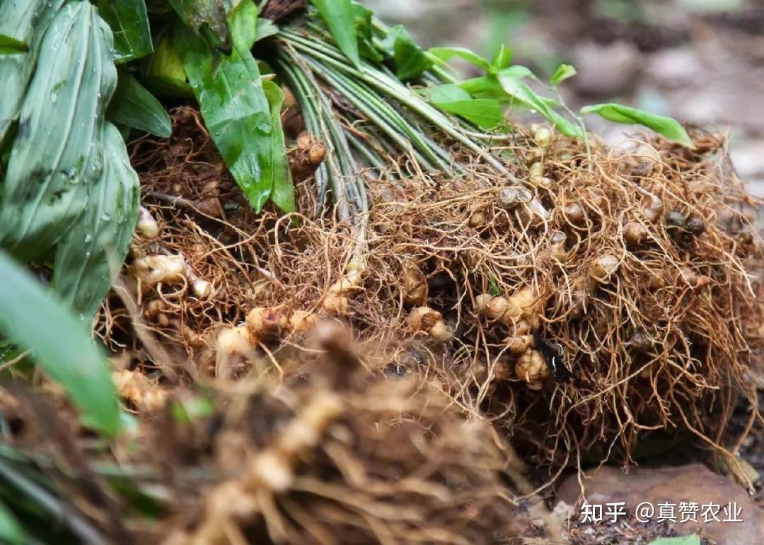 黄精种植根腐病如何防治?黄精根腐病大爆发用什么效果好! - 知乎