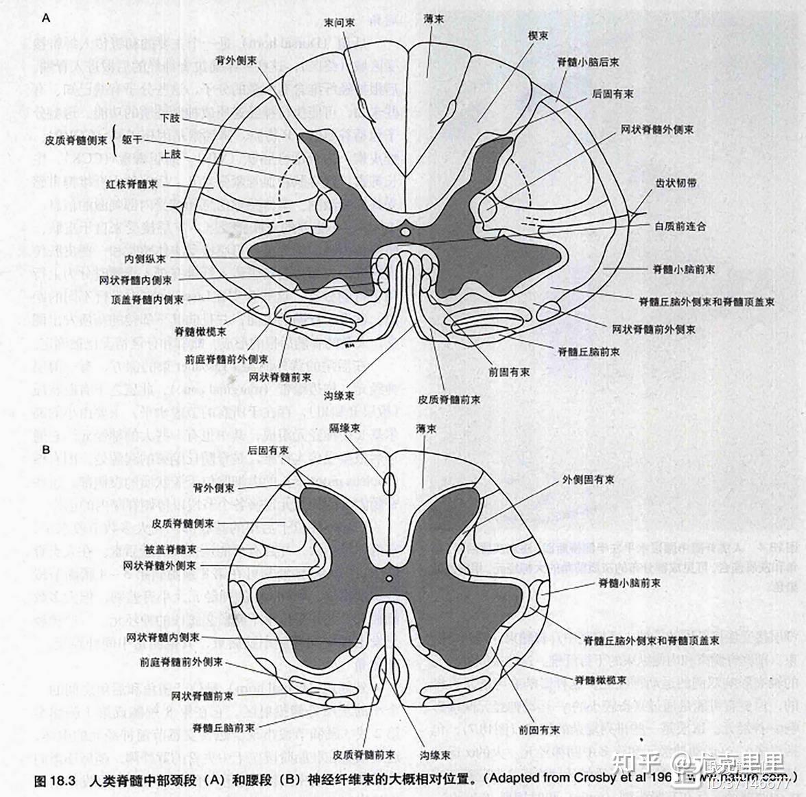 树突轴突胞体符号图片